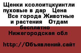 Щенки ксолоитцкуинтли пуховые в дар › Цена ­ 1 - Все города Животные и растения » Отдам бесплатно   . Нижегородская обл.